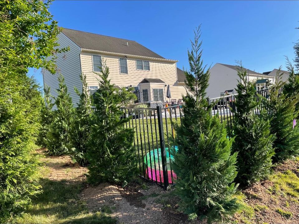 Evergreens planted beside a black metal fence in a sunny backyard.