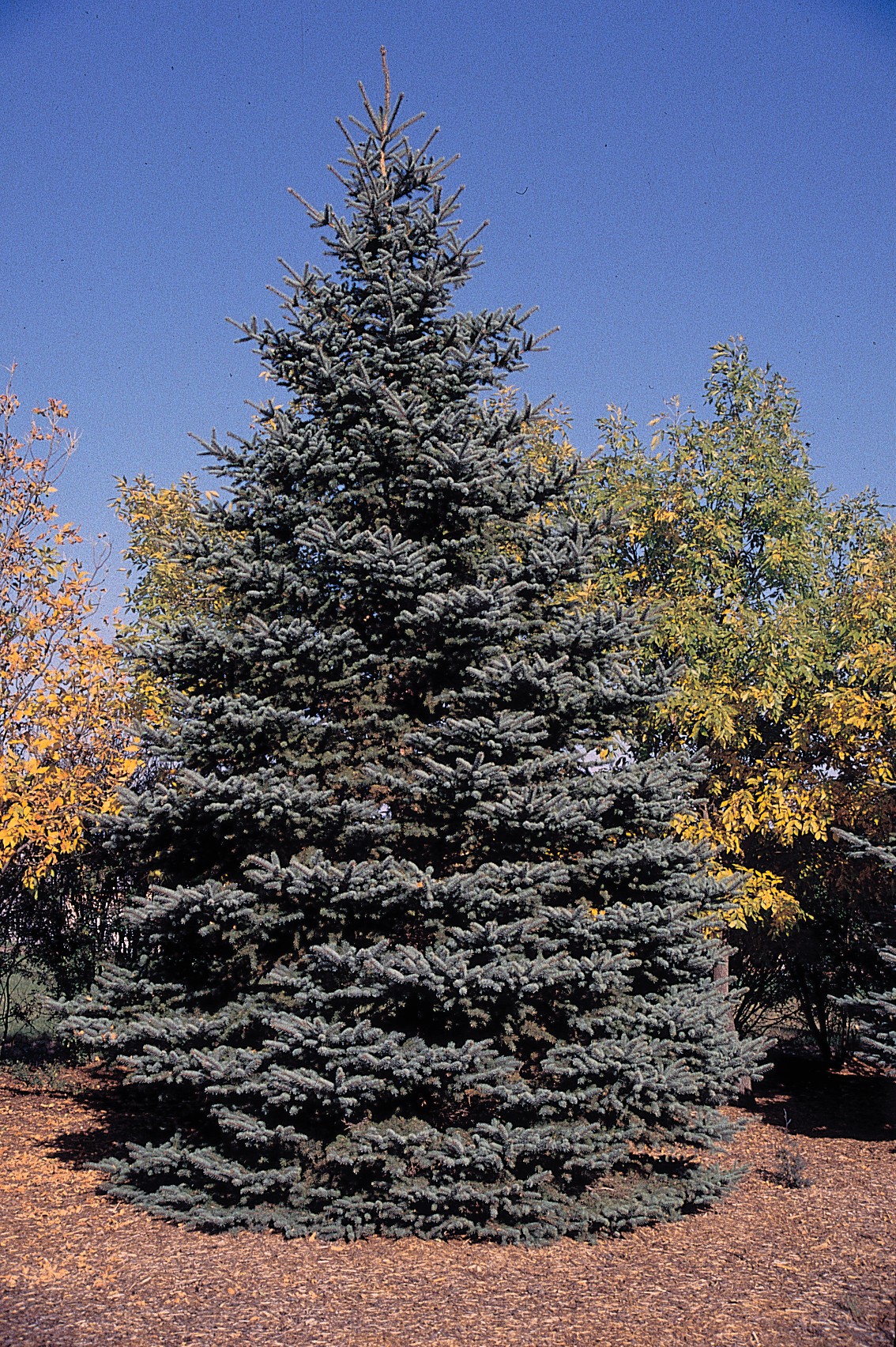 Blue Spruce showing its full conical form