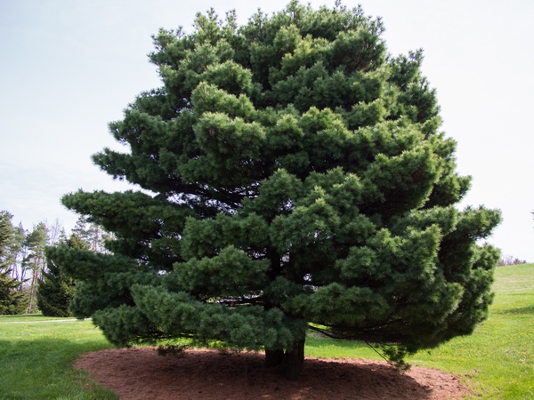 Mature Eastern White Pine with spreading branches