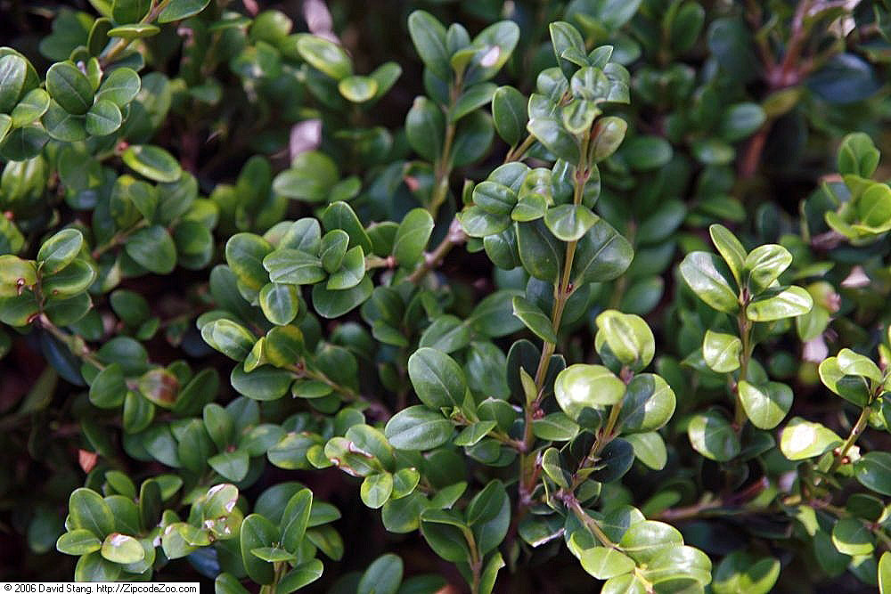 Winter Gem Boxwood leaf detail