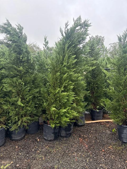 Potted evergreens standing on gravel at the nursery.