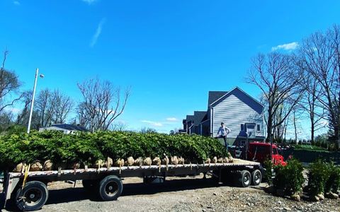 A flatbed truck loaded with balled and burlapped trees.