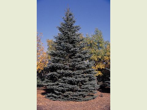 Blue Spruce showing its full conical form