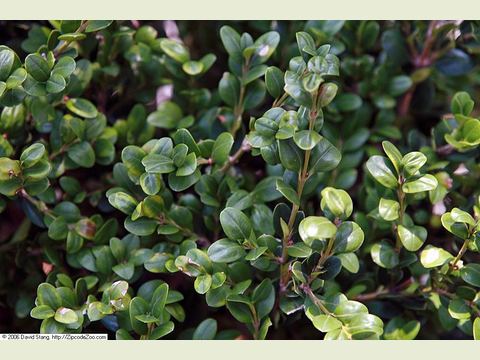 Winter Gem Boxwood leaf detail