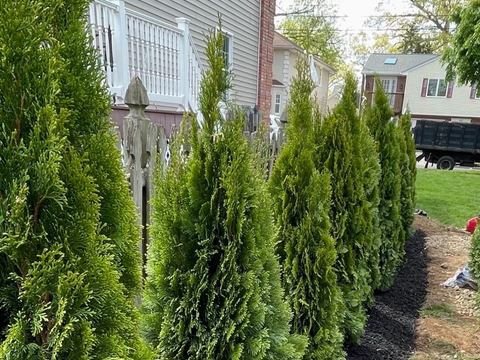 Emerald Green arborvitae planted in a row beside a house.