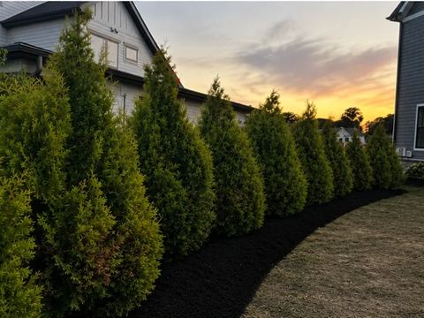 A curved row of Golden Arborvitae on a dark mulch bed between two houses at dusk.