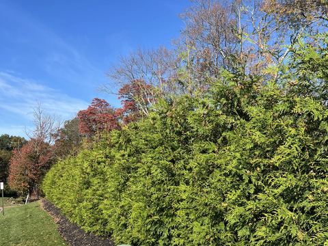 A dense row of Green Giant arborvitae beside a lawn, with autumn foliage behind.