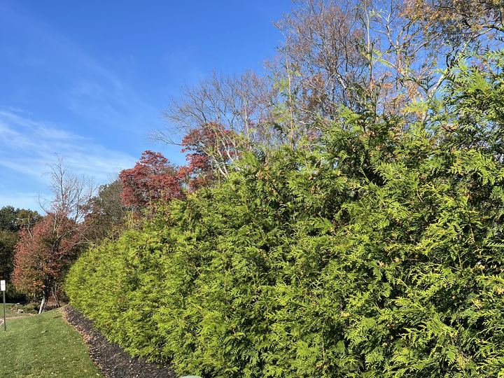 A dense row of Green Giant arborvitae beside a lawn, with autumn foliage behind.