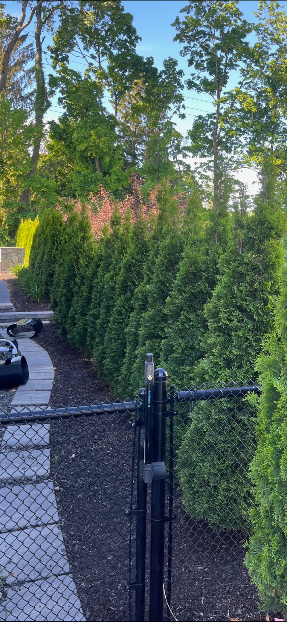 Emerald Green arborvitae beside a black garden gate.