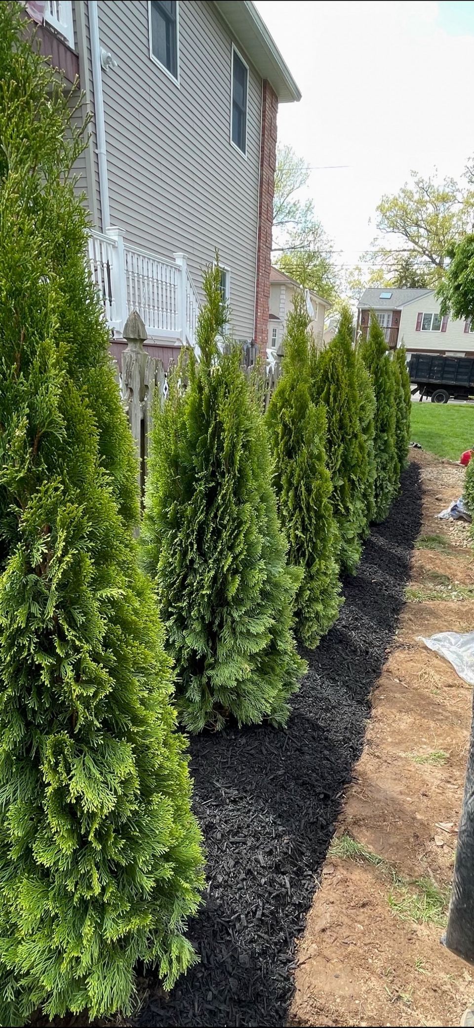 Emerald Green arborvitae planted in a row beside a house.