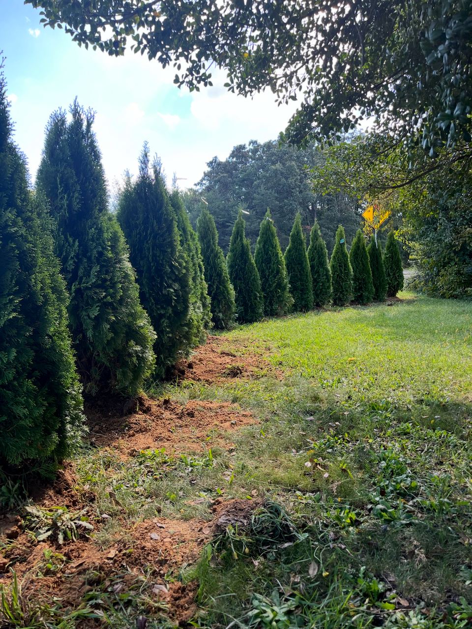 An Emerald Green row receding along the edge of a lawn.