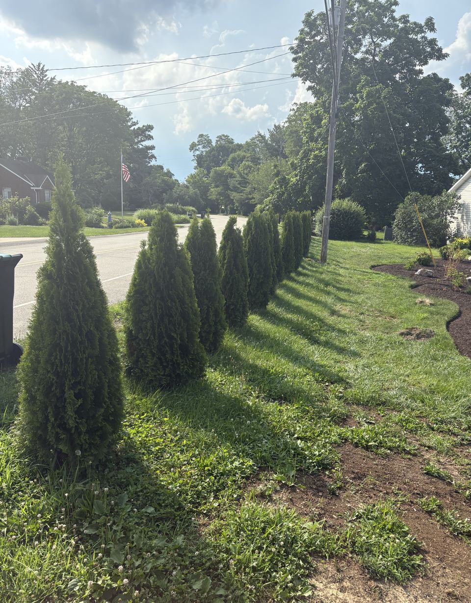 An Emerald Green row beside a roadside lawn.