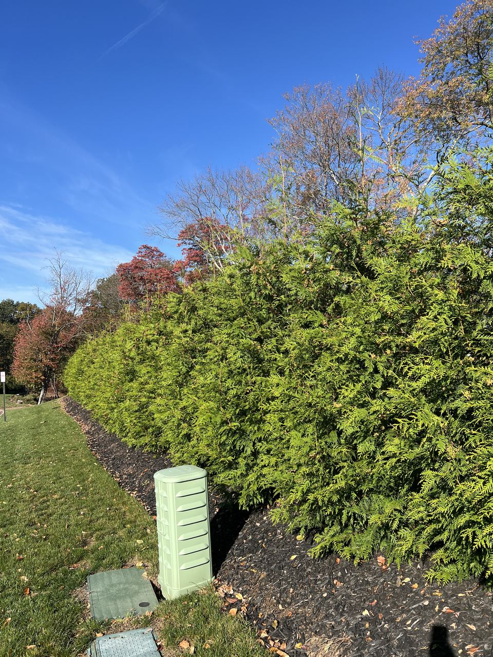 A dense row of Green Giant arborvitae beside a lawn, with autumn foliage behind.