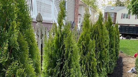 Emerald Green arborvitae planted in a row beside a house.