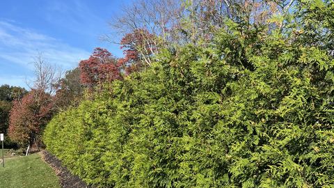 A dense row of Green Giant arborvitae beside a lawn, with autumn foliage behind.