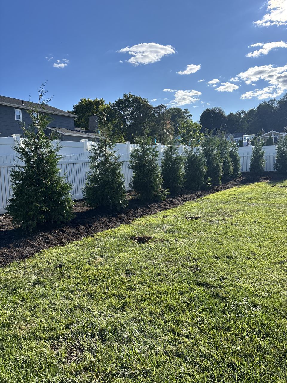 freshly planted Green Giant row (~5–6 ft) along a white vinyl fence, residential lawn, sunny; level horizon