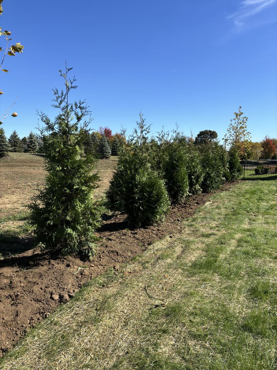 single freshly planted Green Giant (~6 ft) in an open field row, fall foliage behind, long shadows
