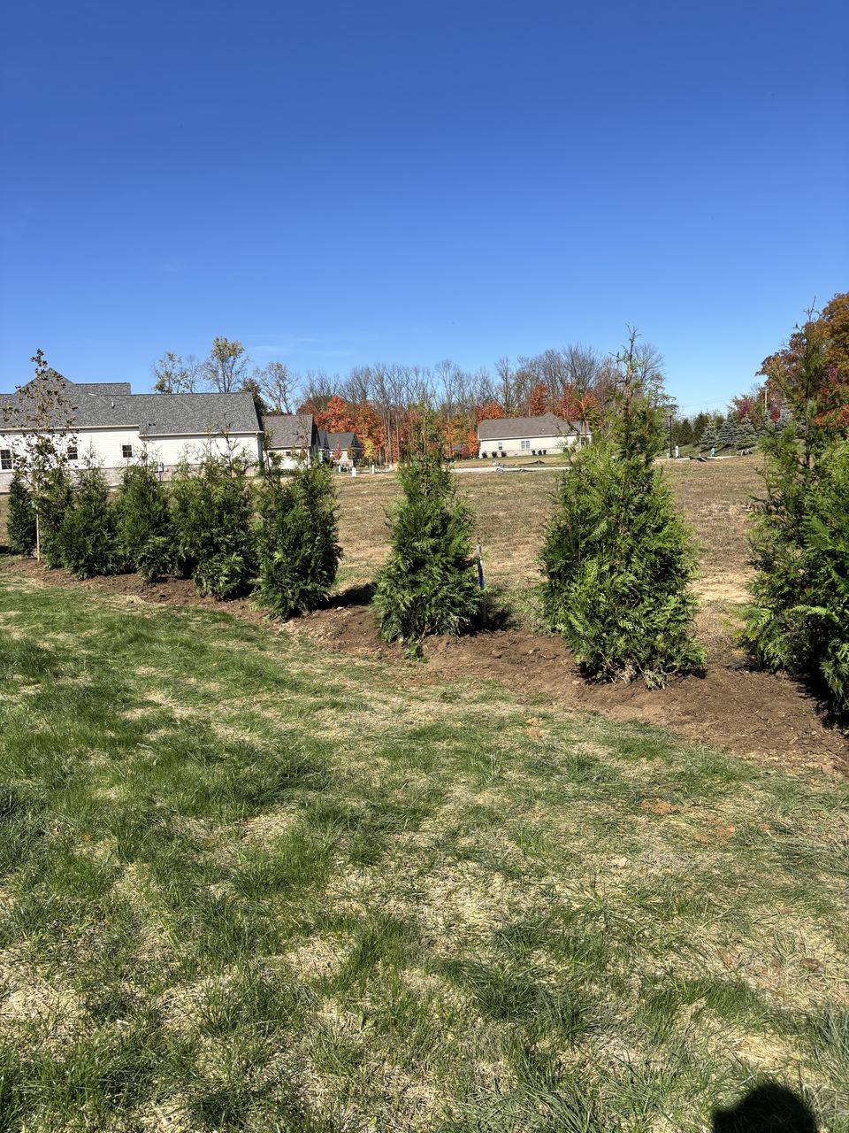 wide open-lot planting of young Green Giants, houses far background, fall