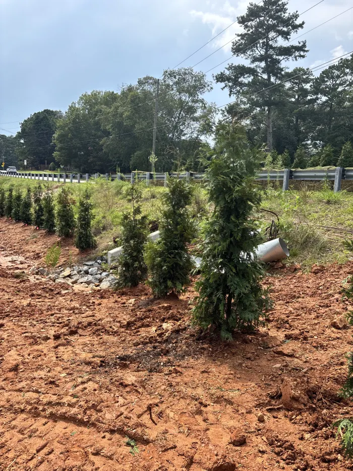Green Giant Arborvitae: existing yard before the planting concept