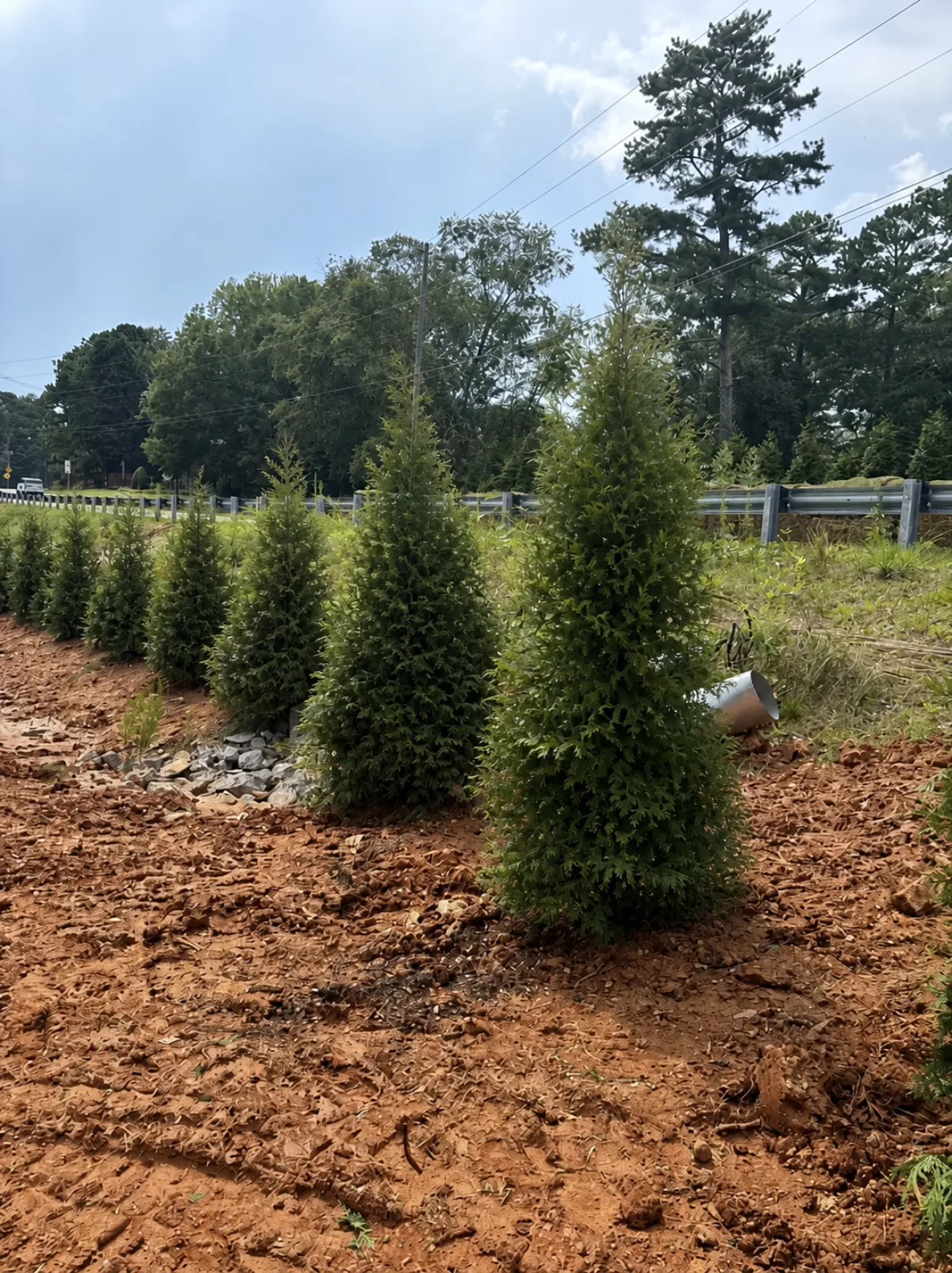 Green Giant Arborvitae: privacy-tree planting concept