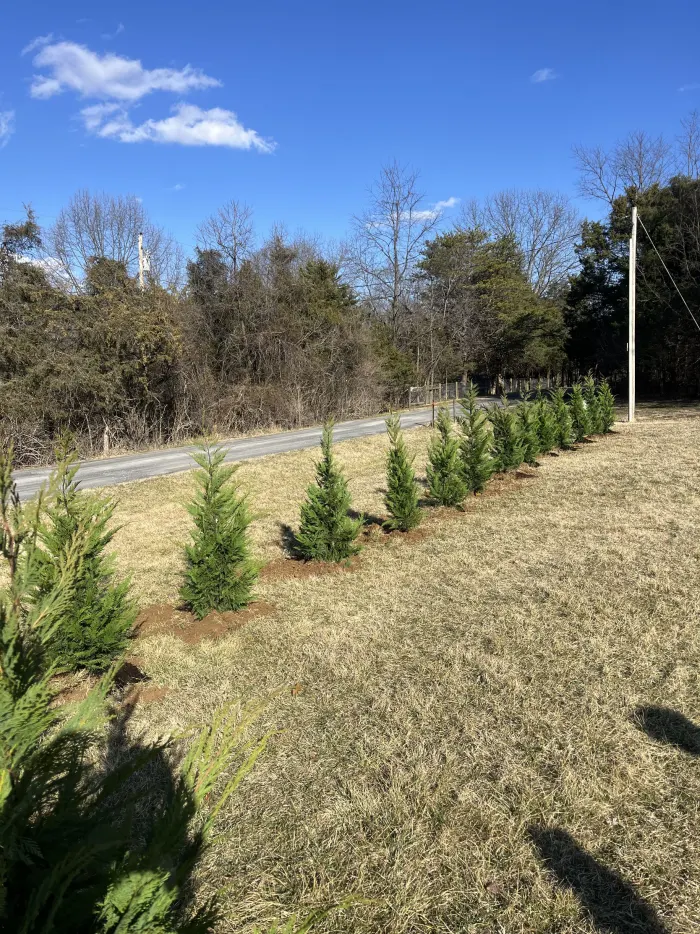 Leyland Cypress: existing yard before the planting concept