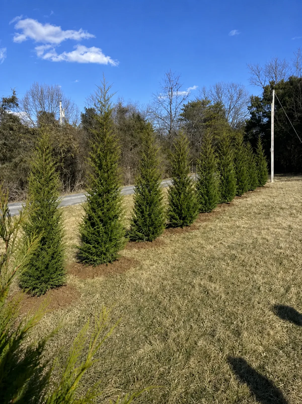 Leyland Cypress: privacy-tree planting concept