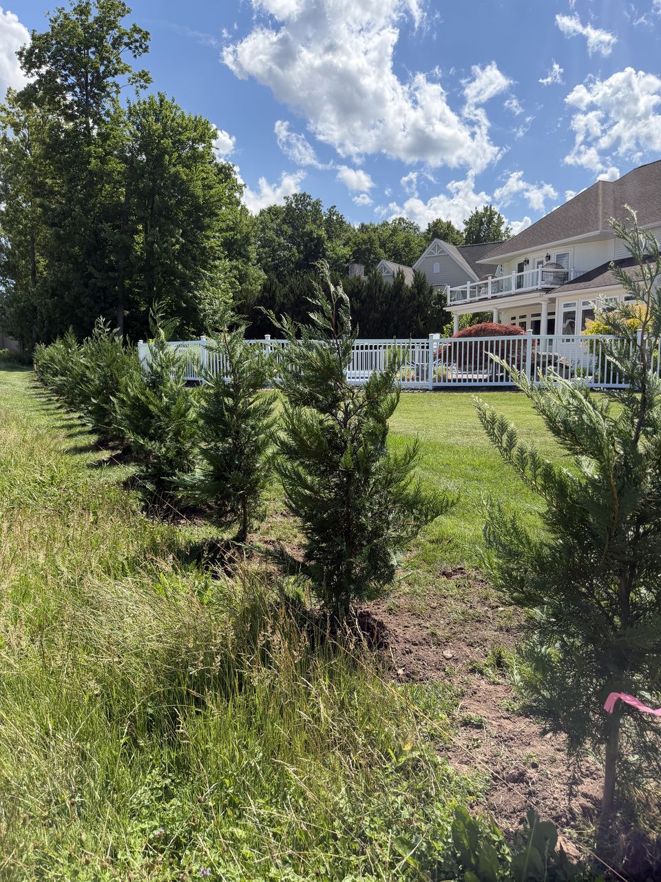 Leyland Cypress row (~6–7 ft) along a lawn edge, large house behind