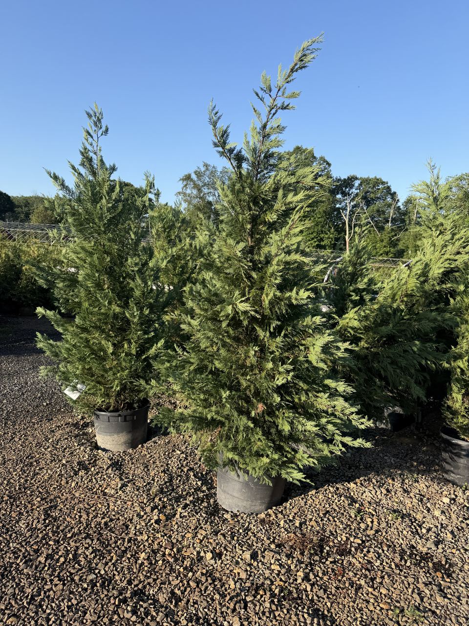 potted Leyland Cypress stock (~6–7 ft) on a gravel nursery lot
