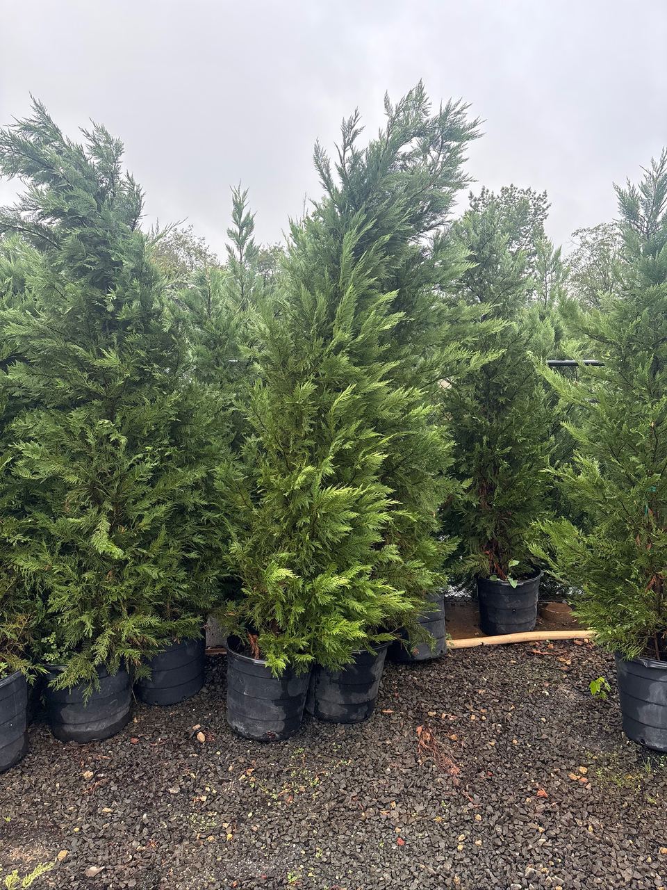 Potted evergreens standing on gravel at the nursery.