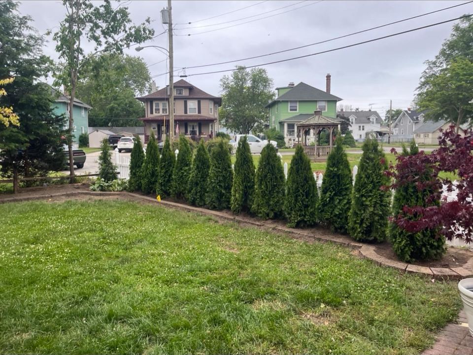 A planted evergreen row follows a curved garden bed beside a residential lawn.