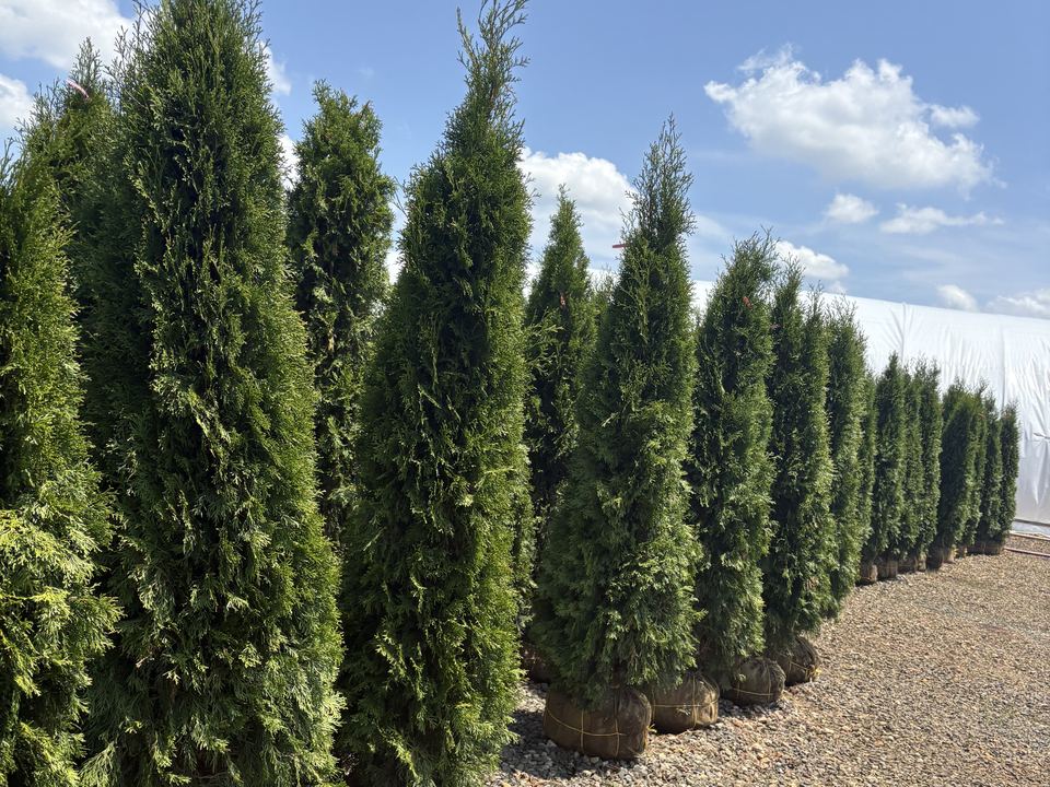 A dense row of Emerald Green Arborvitae nursery stock, with wrapped root balls on a gravel growing lot.