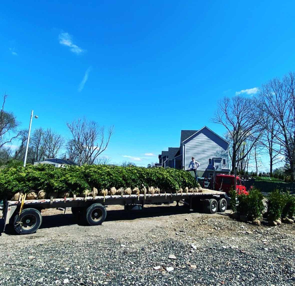 A flatbed truck loaded with balled and burlapped trees.